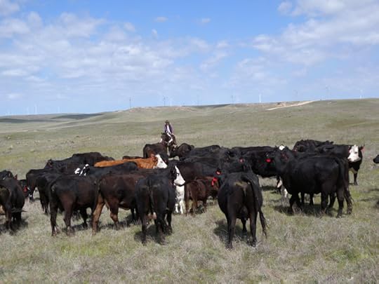 pushing cattle, Colorado Cattle Co