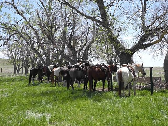 Colorado Cattle Company