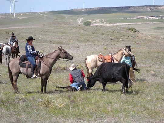 Colorado Cattle Company