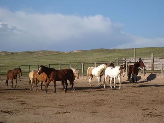 Colorado Cattle Company