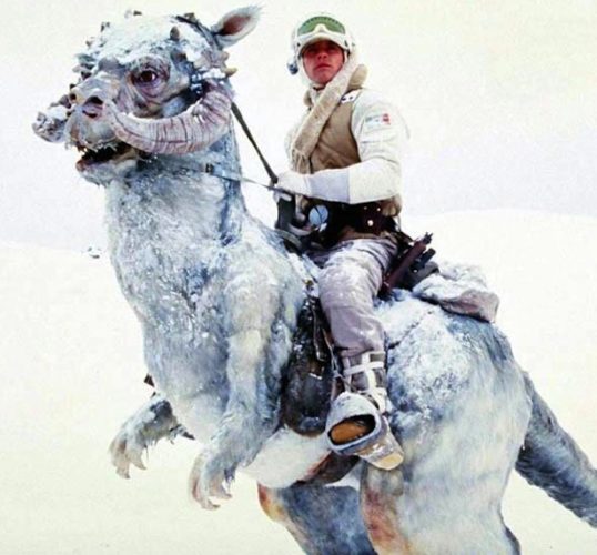 luke-tauntaun