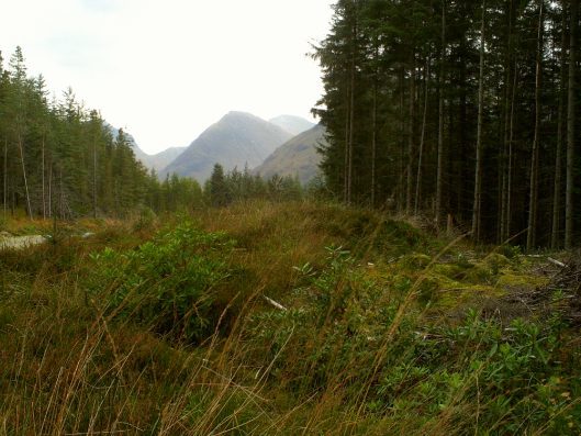 My beautiful picture