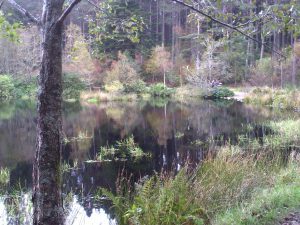 My beautiful picture
