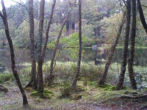 My beautiful picture