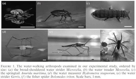 hu-bush-striders