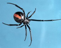 Arachnology