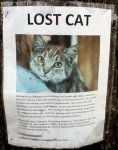 lost-cat-andy