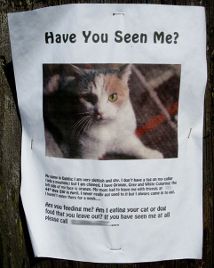 lost-cat-poster-dahlia