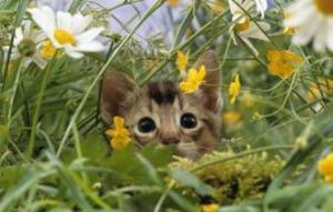 306dfdea61c65262550a0280f2909f1f