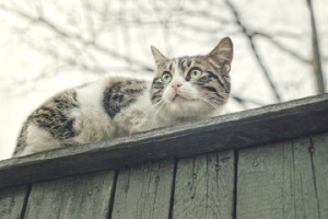 lost-cat-austin-roof