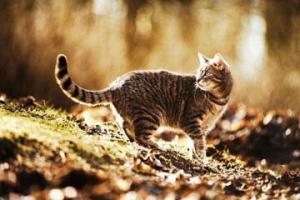 145485-425x283-lost_cat