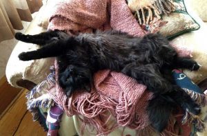 shadowpaws