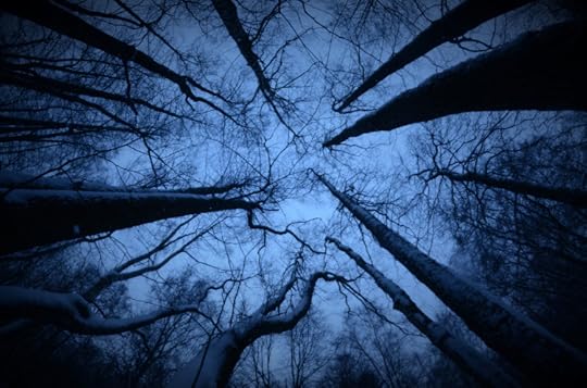 forest-1134684_1920