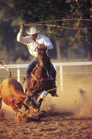 Cowboy rodeo roper: 