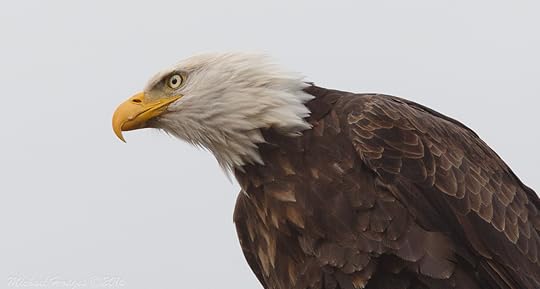 american-bald-eagle
