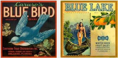 bluebird