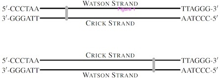WatsonCrick-strand