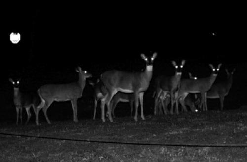 deer