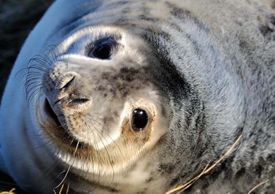 Kev Chapman Flickr Seal Pup CC lic.jpg