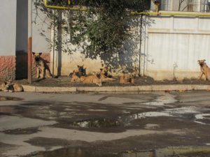 They didn't look hungry, so....