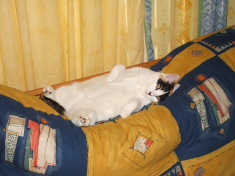 Mini waking up upside down on futon