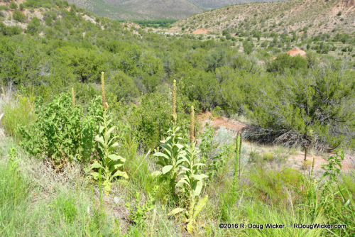 Along the road to Catwalk Recreation Area