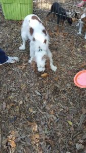 A dog participates in the Pumpkin Pie Eating Contest