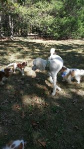 The one non-Cavalier gets a lot of attention