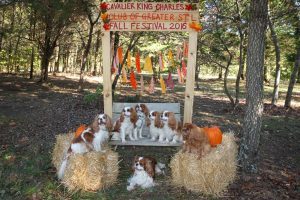 The photographer manages to get all my dogs more or less posed
