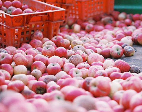 Photo: Food security is important for humans and other animals