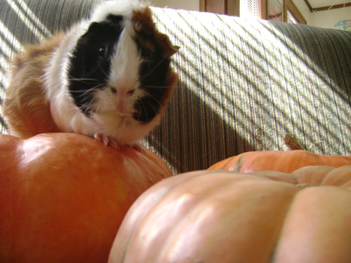 Horace doing his best Halloween version of Manhunter. So dramatic and orangey. Do you see? 