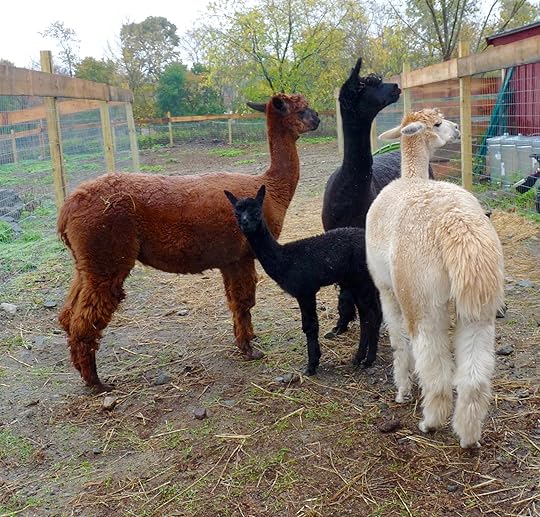Alpacas were wet but adorable. The smallest was just 1 month old!