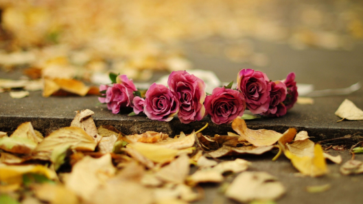 romance-blossoming