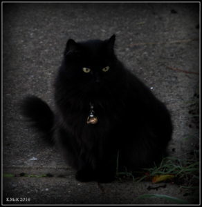 cat_2