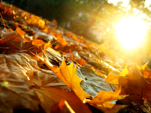 Golden Autumn 3