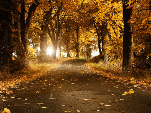 Golden Autumn 4