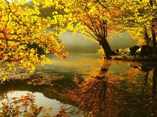 Golden Autumn 5