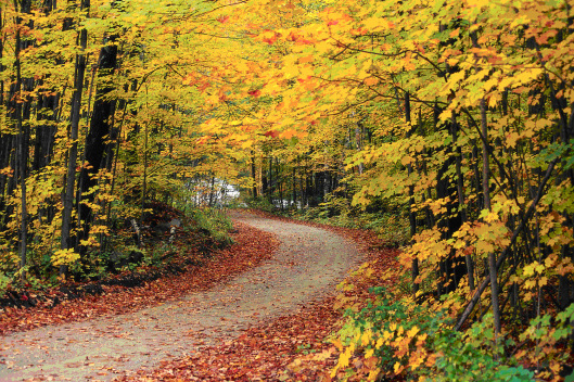 Golden Autumn1