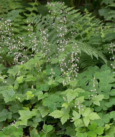 Tiarella trifoliata var. trifoliata