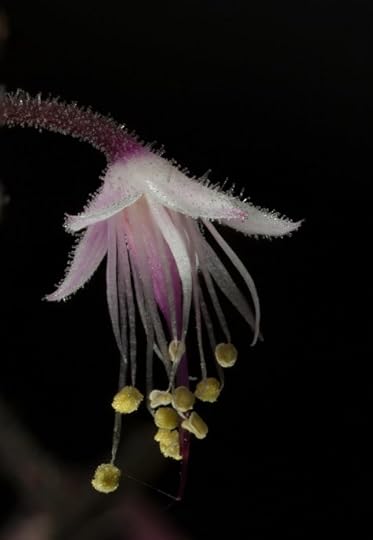 Tiarella close-up