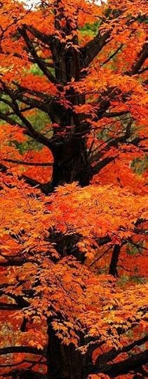 Orange 14