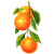 Oranges on a branch with leaves Isolated