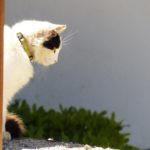 Street Cats of Valpo
