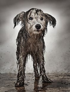 muddy little dog: 