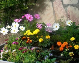 blog-flower-garden