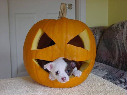 180863-dogs-cute-puppy-in-a-pumpkin