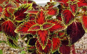 Variegated leaves of a Coleus