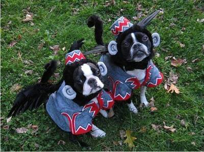 flying monkeys photo: Which Way To OZ? Flying Monkeys! puppyincostumes.jpg