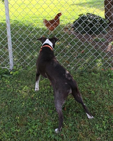 Coffey and the Rooster