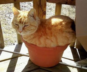 cat-sleeping-in-flower-pot